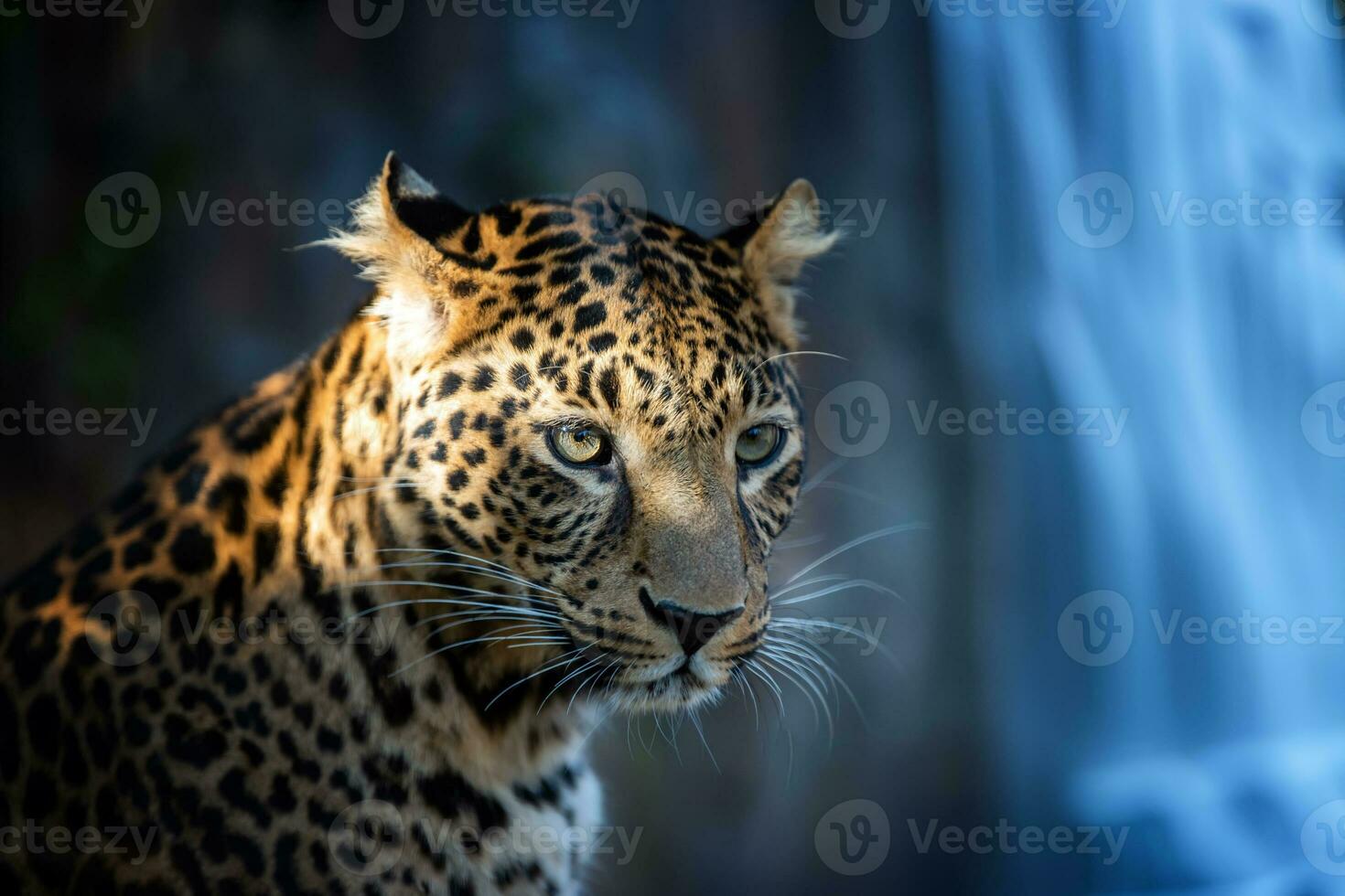 Portrait of leopard on waterfall background photo