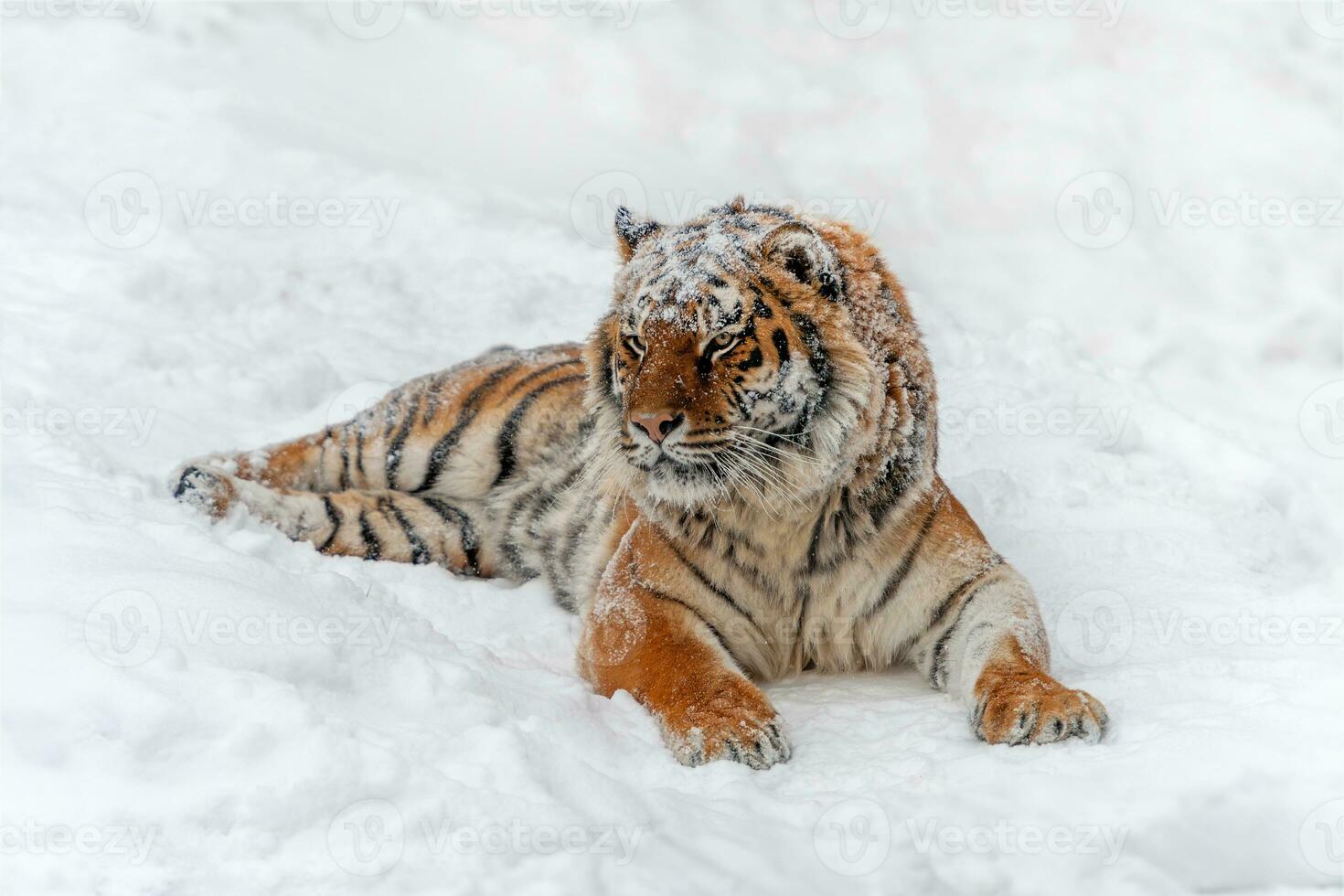 Closeup Adult Tiger in cold time. Tiger snow in wild winter nature photo