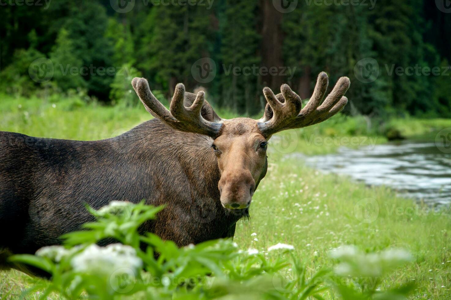 Majestic portrait moose with big horns in summer forest photo