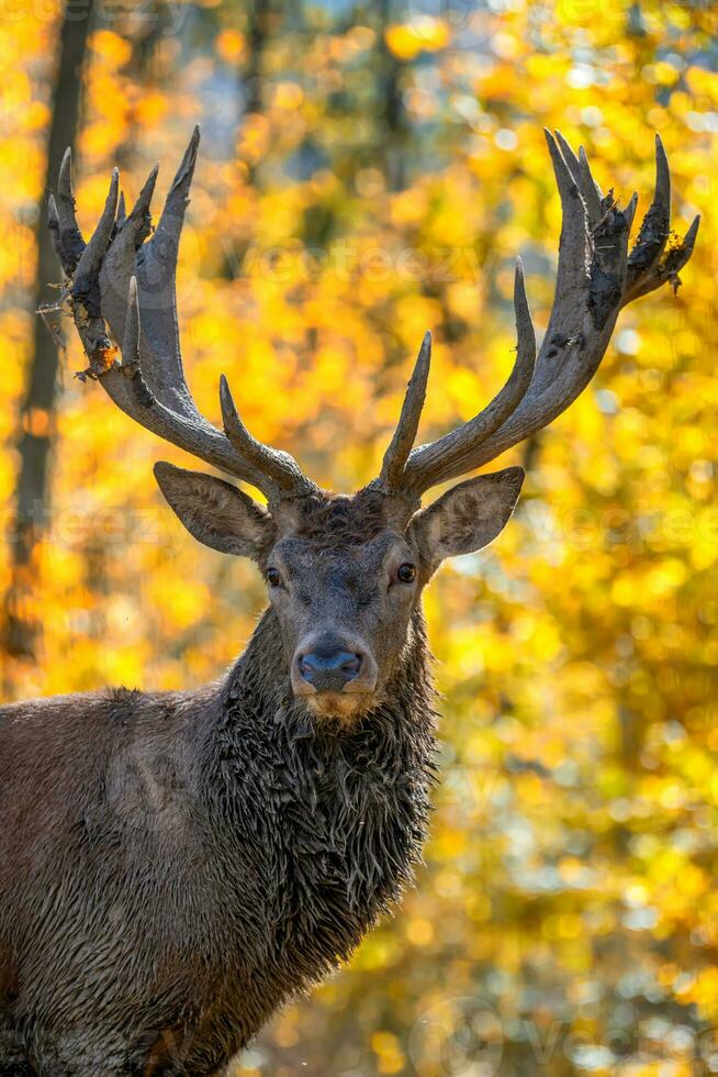 Portrait deer with big horns stag in autumn forest. Wildlife scene from nature photo