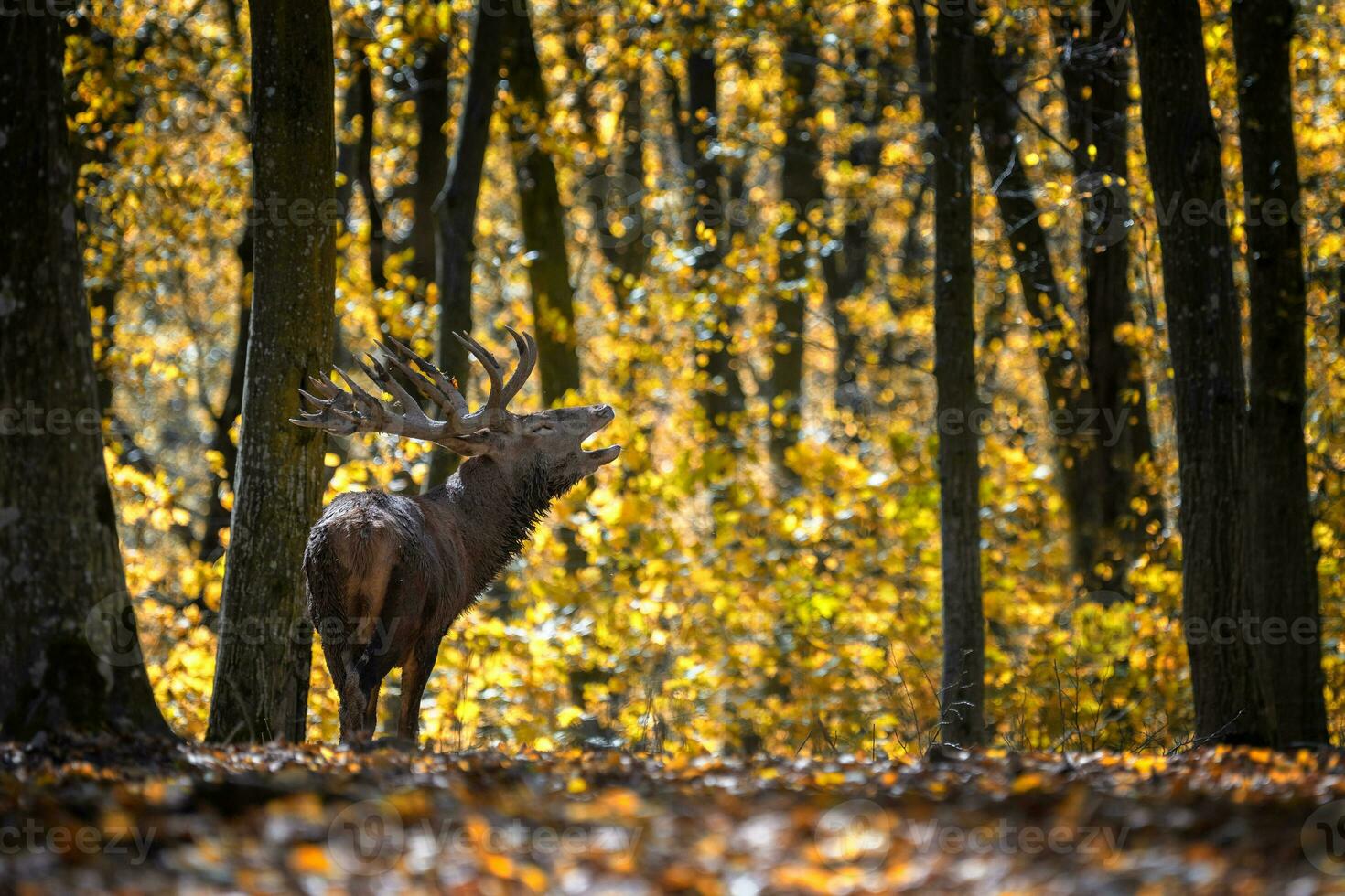 Deer with big horns stag in autumn forest. Wildlife scene from nature photo