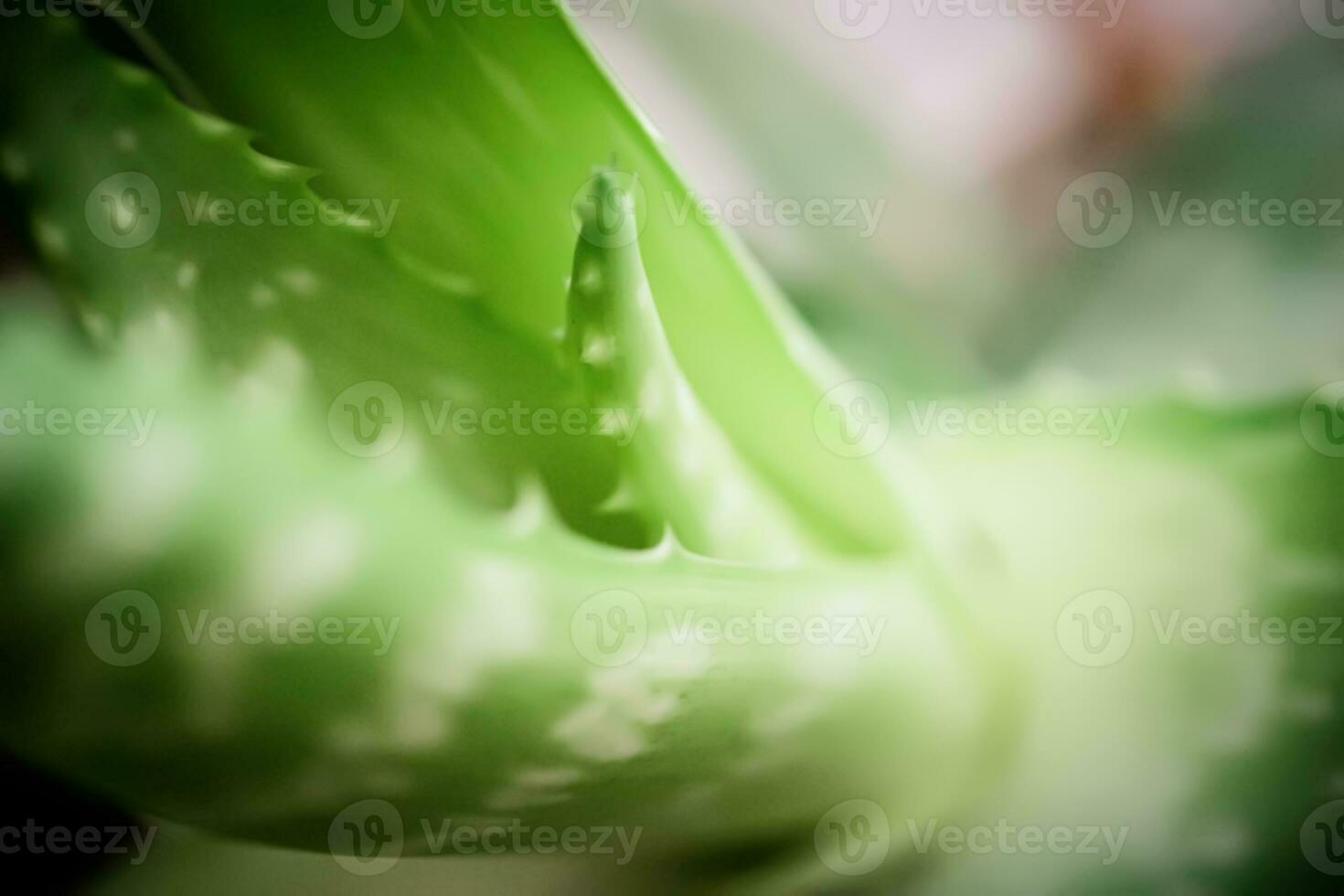 curación poder en un hoja. áloe Vera, con sus suculento verde hojas, es un potente fuente de natural medicamento. foto