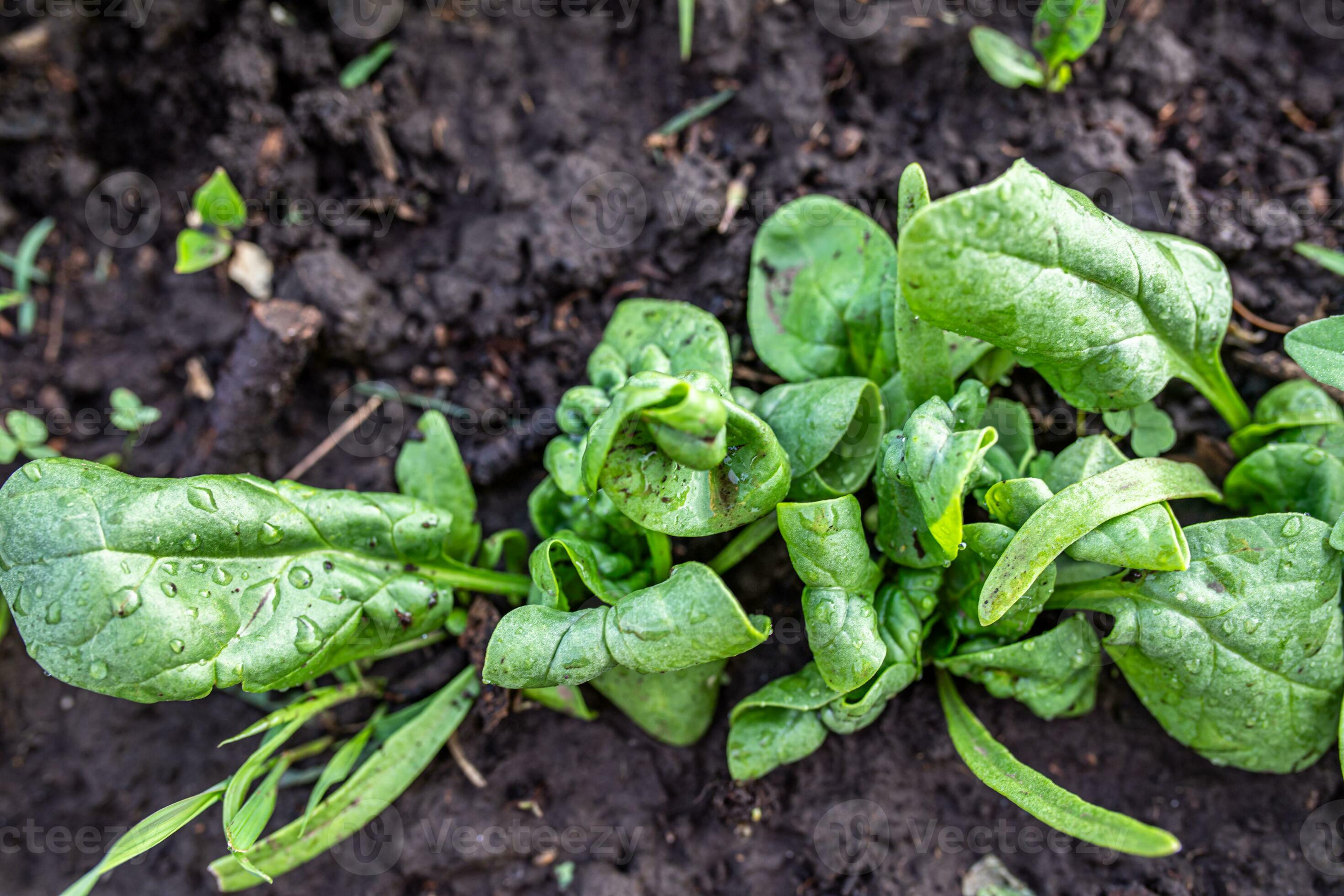 damaged spinach leaves in an organic garden bed. The infestation by