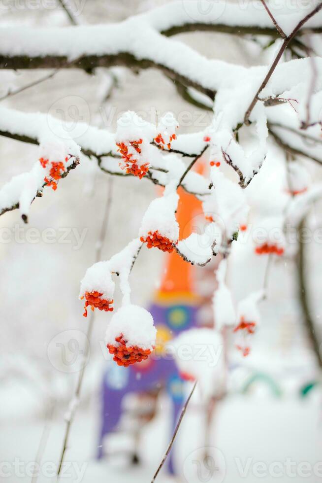 rojo serbal bayas cubierto con nieve en un árbol rama en invierno foto