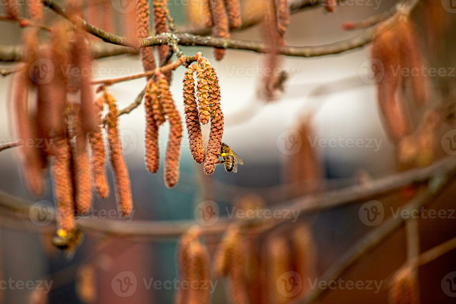 Hazelnut catkins on the branches of a tree in spring photo