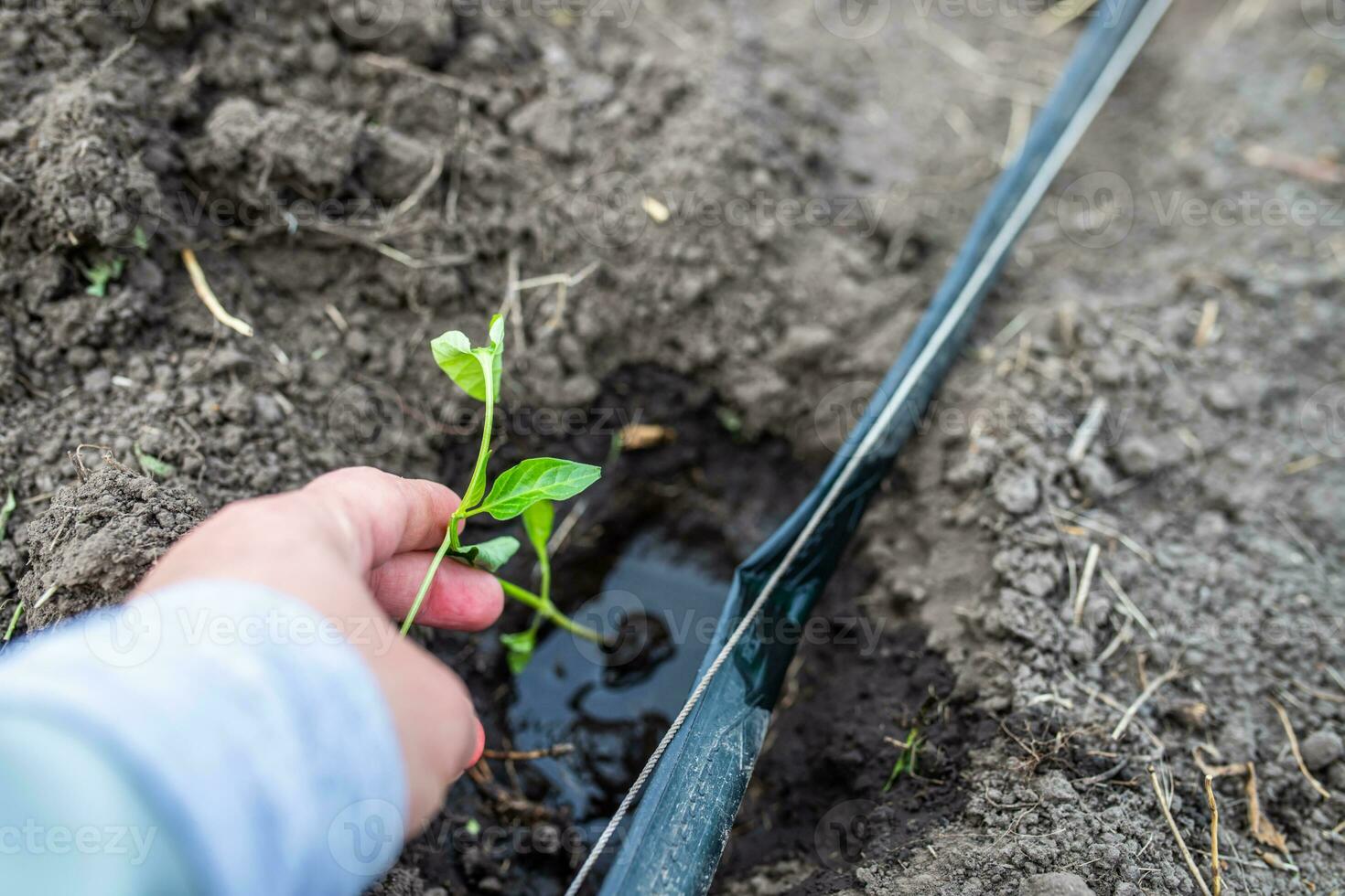 Farmer's hand holding pepper seedlings while planting in fertile soil in a bed in a vegetable garden near a drip irrigation pipe. Hole with water and seedlings photo