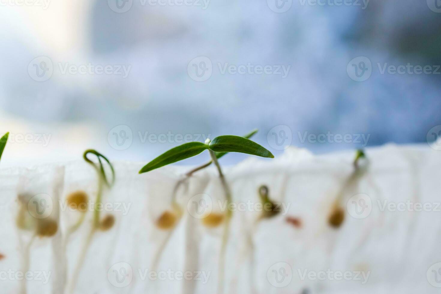 Sprouted from seeds in toilet paper, microgreen pepper sprouts. Methods of germination of seeds at home. Preparation for work in the garden. Growing vegetables on an eco-farm photo