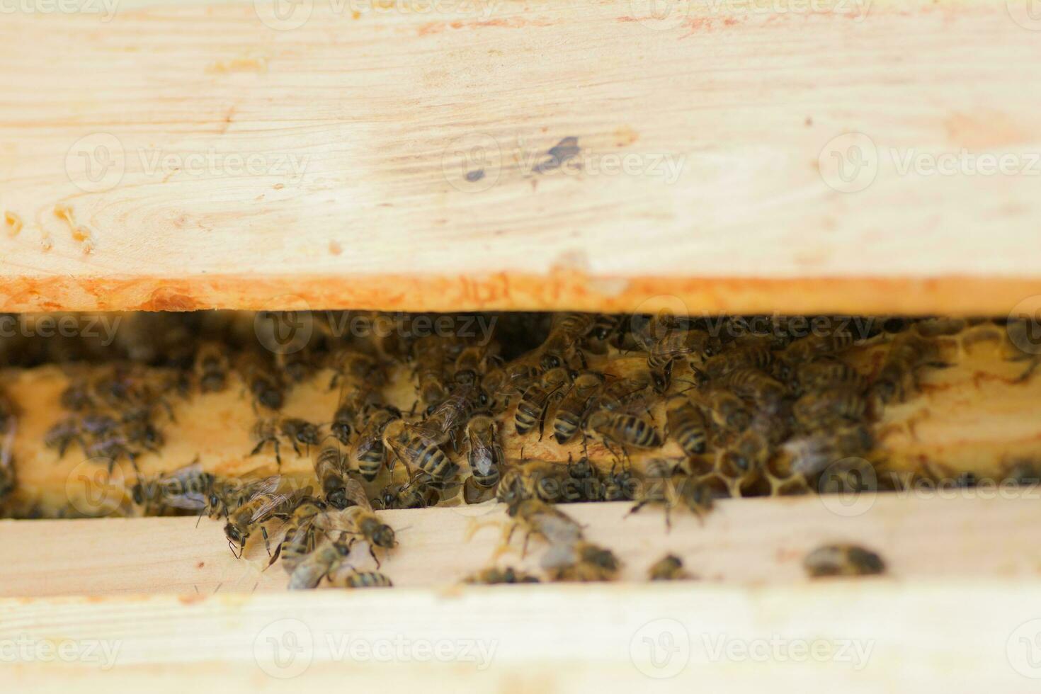 Bees in a hive with an open top lid. Bees on the frame. Calm honey bees during inspection by a beekeeper at the apiary. photo