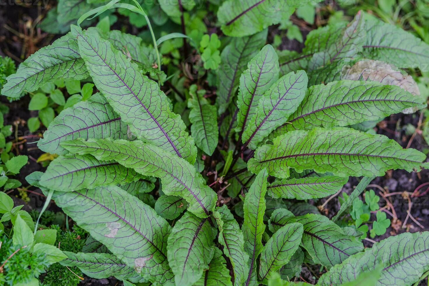 rumex sanguíneo, muelles y acederas, género rumex yo verde con púrpura las venas joven hojas en un jardín en un pueblo en el jardín. no GMO dieta producto. ecológico agricultura. foto