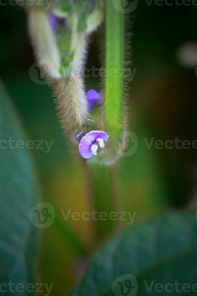 Purple flower of soybean closeup. Soybean crop in the non-GMO field. Glycine max, soybean, soya bean sprout growing soybeans on an industrial scale. Young soybean plants with flowers photo