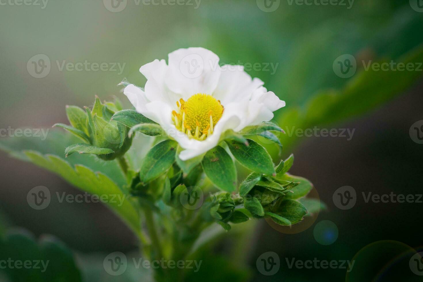Strawberry flowers. Blooming strawberries. Beautiful white strawberry flowers in green grass. Meadow with strawberry flowers. Nature strawberry flower in spring. Strawberries flowers in meadow. photo