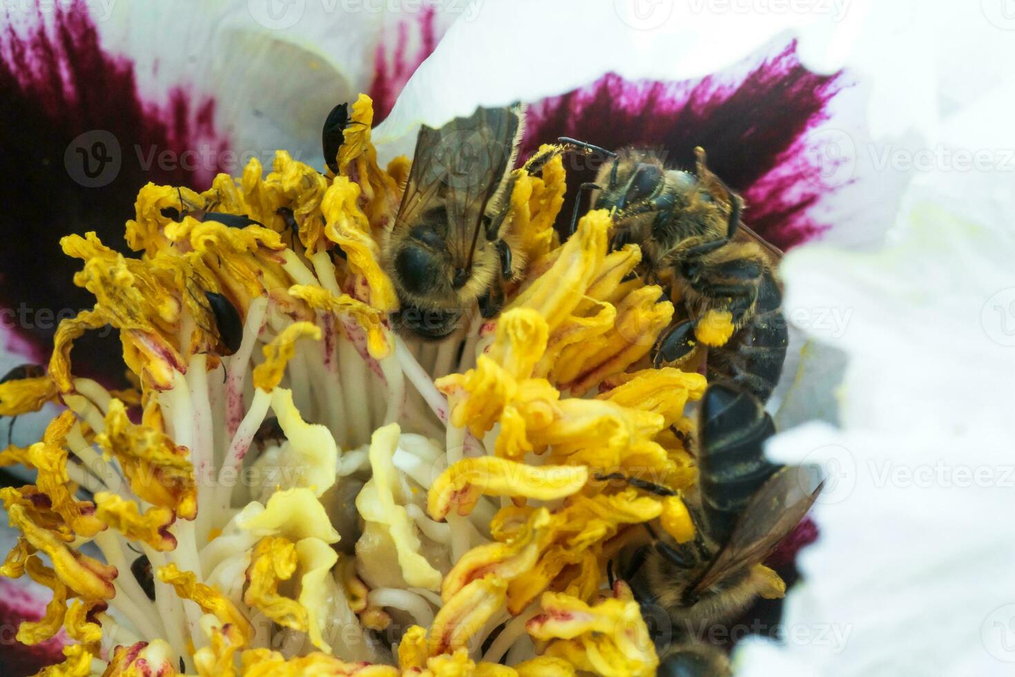 White peony flower close up detail. Honey bee with a curd on the stained peon stamens. Bees collect pollen from Paeonia suffruticosa, tree peony or paeony flower. many bees inside the flower. photo