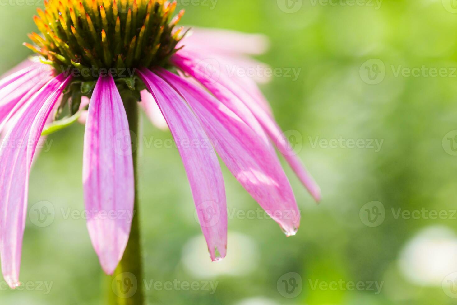 Bee close-up on a flower of echinacea, coneflowers. The bee collects the nectar from the flower of Echinacea purpurea. photo