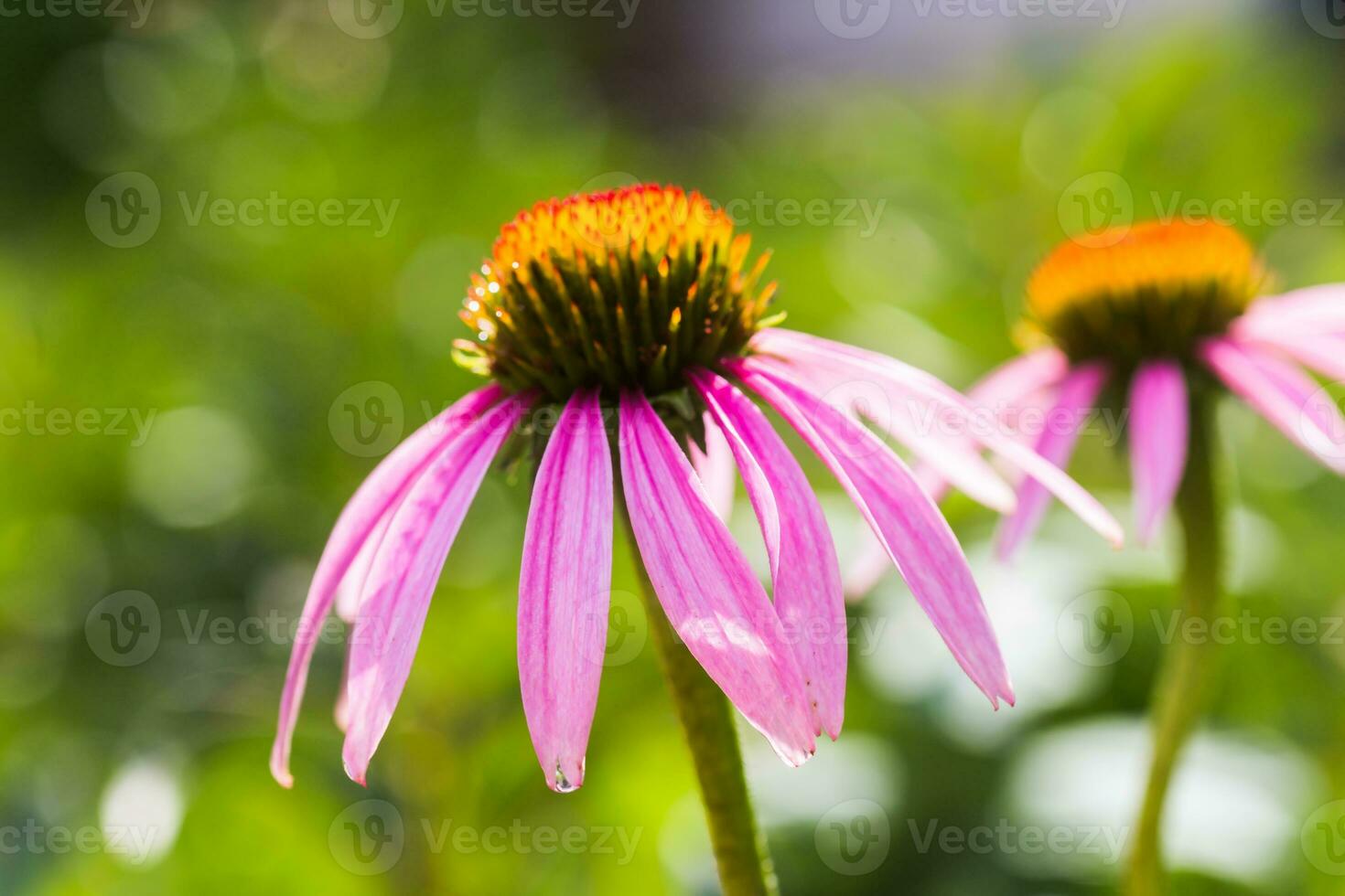 Bee close-up on a flower of echinacea, coneflowers. The bee collects the nectar from the flower of Echinacea purpurea. photo