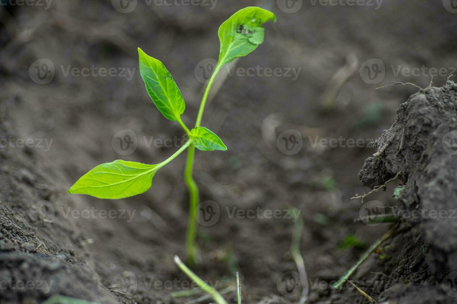 Pepper seedlings transplanted into the ground after shipment. Planting vegetables in the garden in spring. Injured pepper leaves during mailing photo