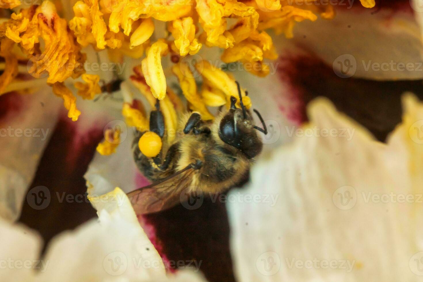 White peony flower close up detail. Honey bee with a curd on the stained peon stamens. Bees collect pollen from Paeonia suffruticosa, tree peony or paeony flower. many bees inside the flower. photo