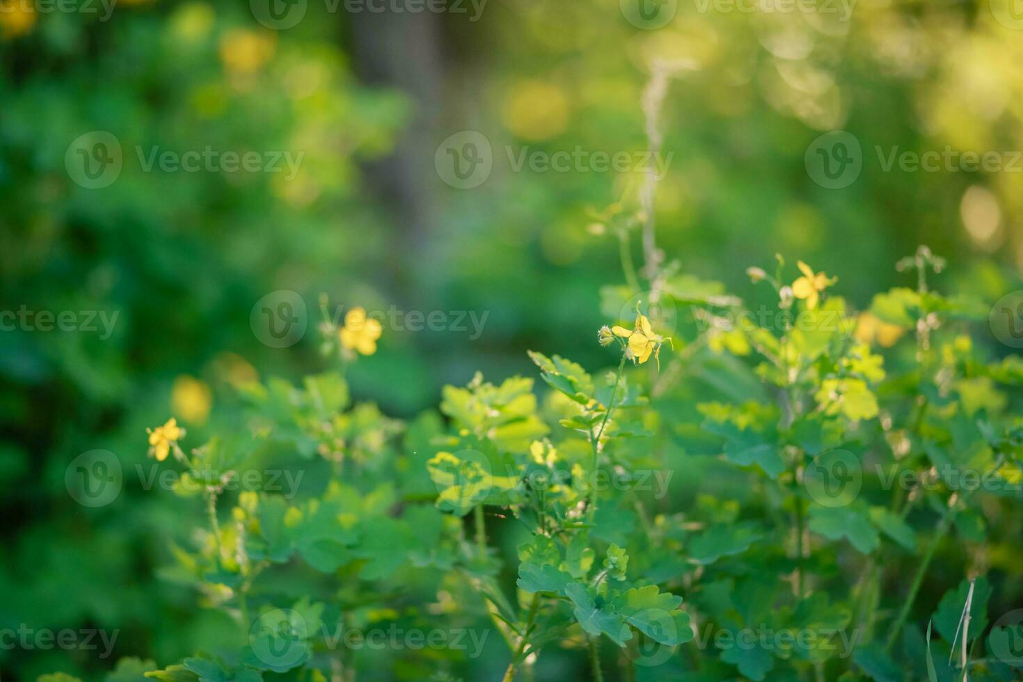 Blooming celandine, Chelidonium majus, greater celandine, nipplewort, swallowwort or tetterwort in the forest lit by the rays of the setting sun. Celandine on the background of green forest. photo