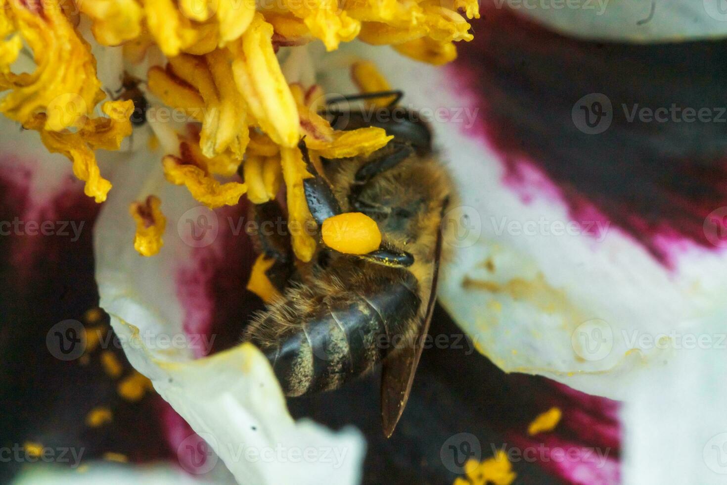 White peony flower close up detail. Honey bee with a curd on the stained peon stamens. Bees collect pollen from Paeonia suffruticosa, tree peony or paeony flower. many bees inside the flower. photo