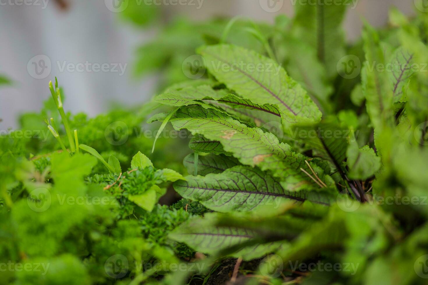 Rumex sanguineus, docks and sorrels, genus Rumex L. green with purple veins young leaves in a garden in a village in the garden. Non-GMO diet product. Ecological farming. photo