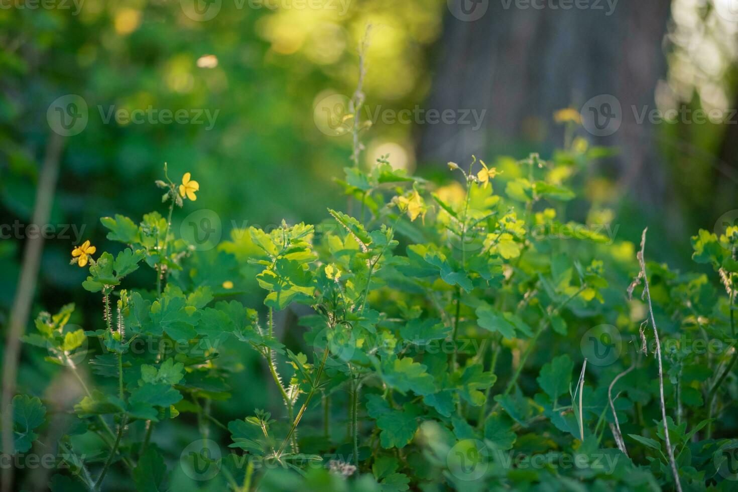 Blooming celandine, Chelidonium majus, greater celandine, nipplewort, swallowwort or tetterwort in the forest lit by the rays of the setting sun. Celandine on the background of green forest. photo