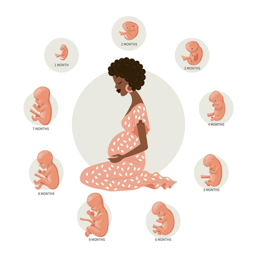 Pregnant woman and baby embryos at different stages of development. The concept of medicine and healthcare. Illustration, vector