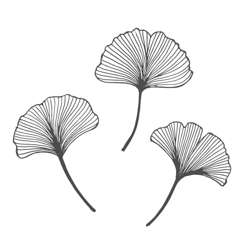 Set of hand drawn outline ginkgo leaves. Decor elements, vector