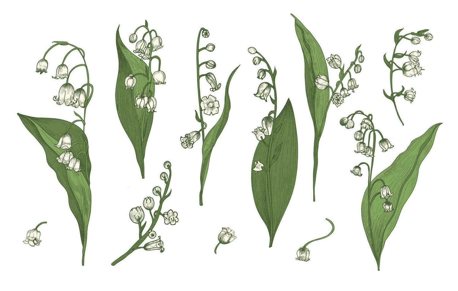 Lily of the valley realistic collection. Hand drawn buds, leaves and stems set. Colorful vector illustration.