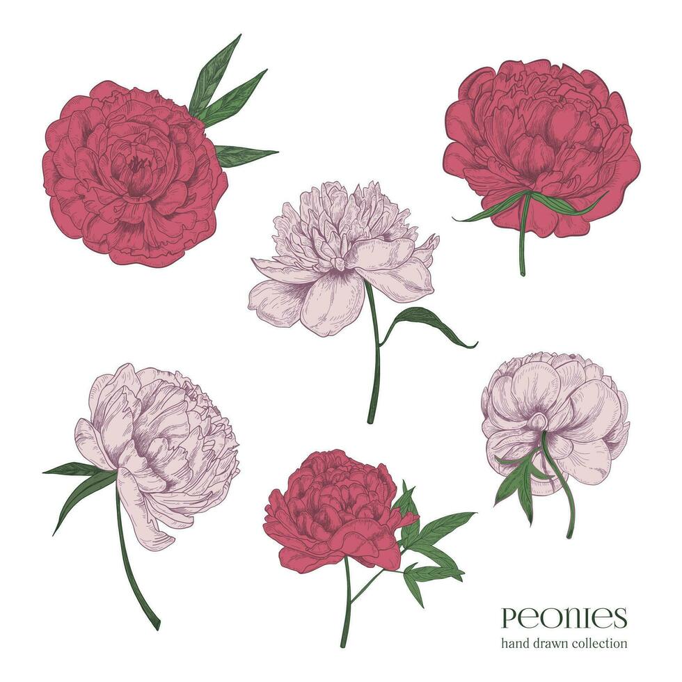 Beautiful peonies set. Hand drawn blossom flowers, buds and leaves. Colorful vector illustration collection.