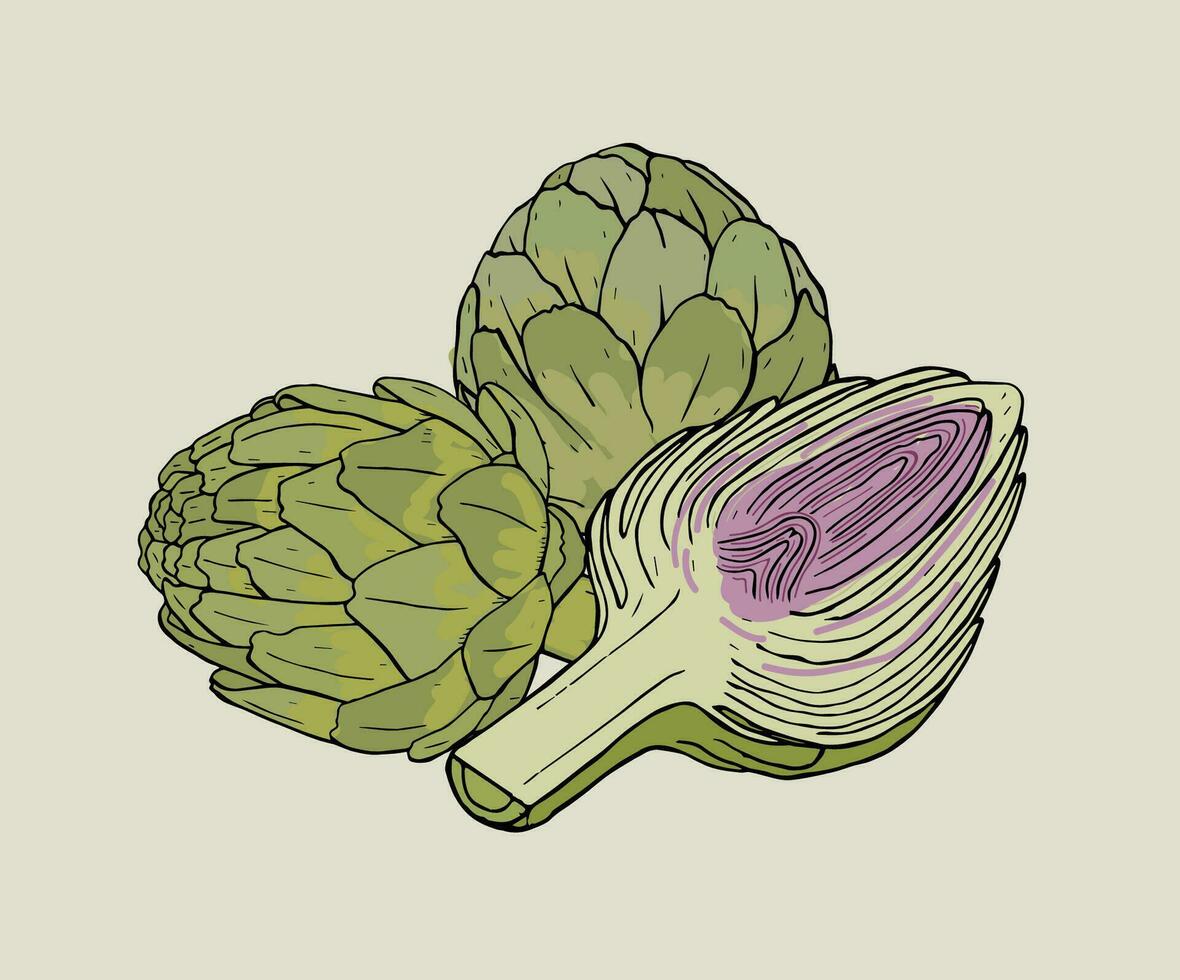 Artichoke hand drawn isolated composition with whole and cutaway plant. Colorful vector illustration.