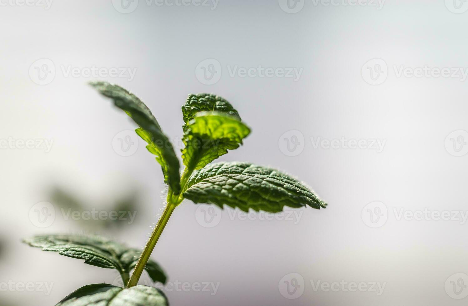 Sprig of mint photo