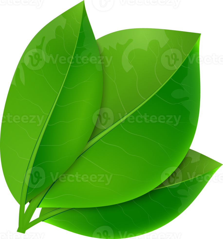 glossy green leaves png