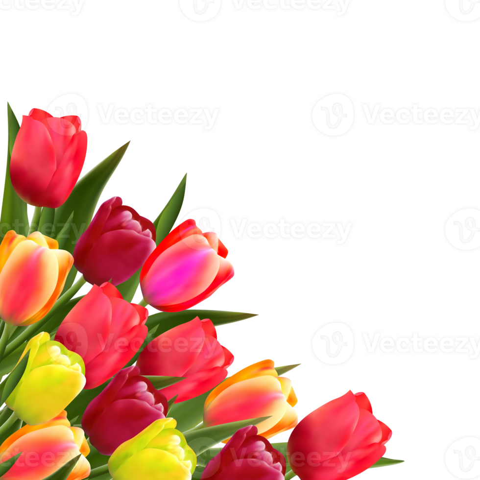Spring tulip flower. png