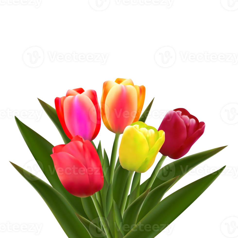 Spring tulip flower. png