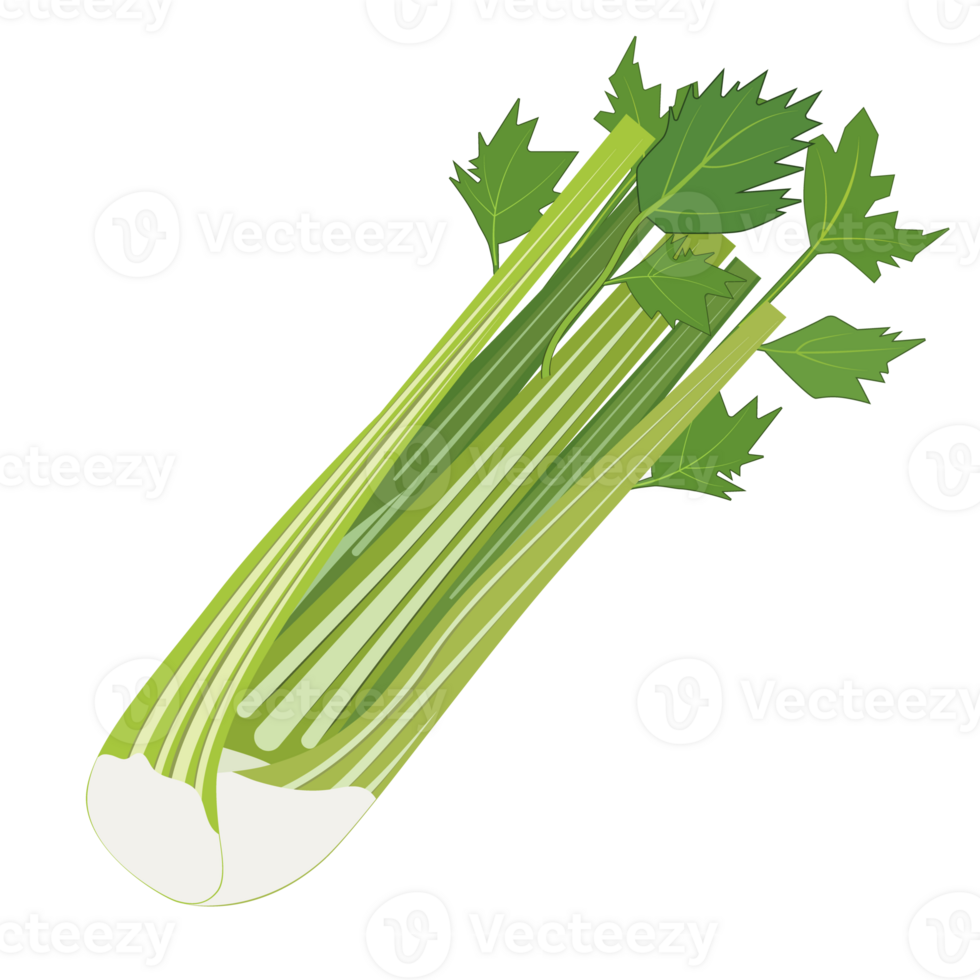 Fresh Vegetable Celery icon png