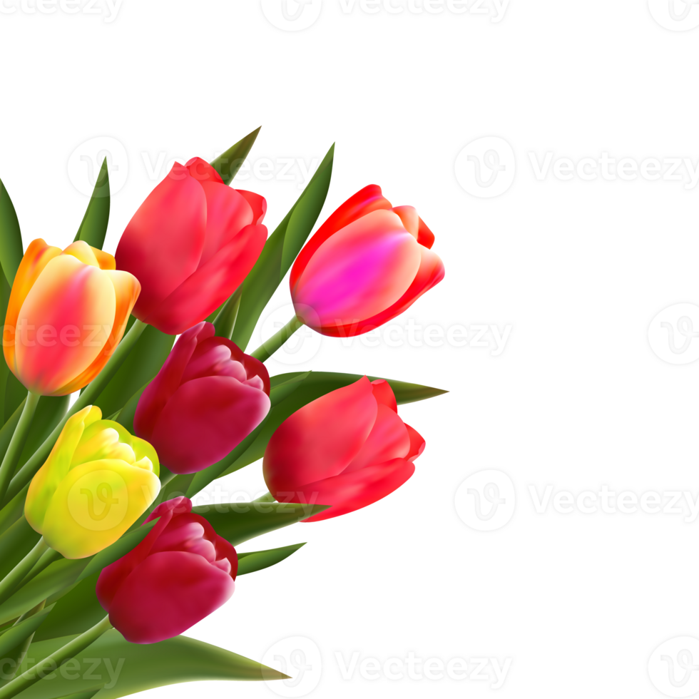 Spring tulip flower. png