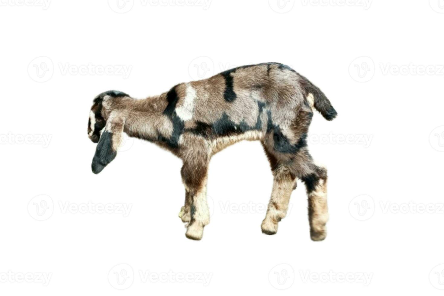 small goat baby isolated on white background photo