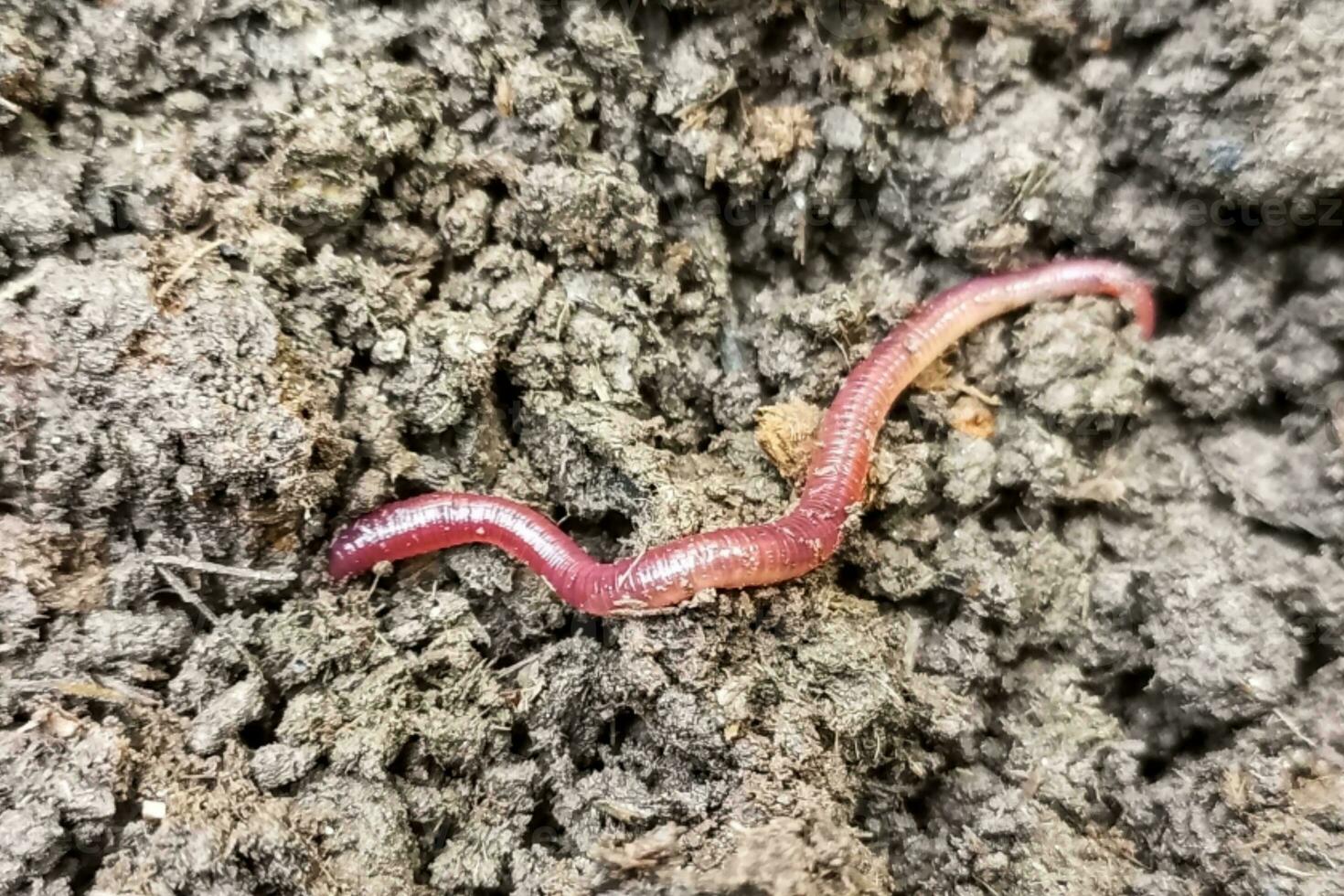 One earthworm on wet soil photo