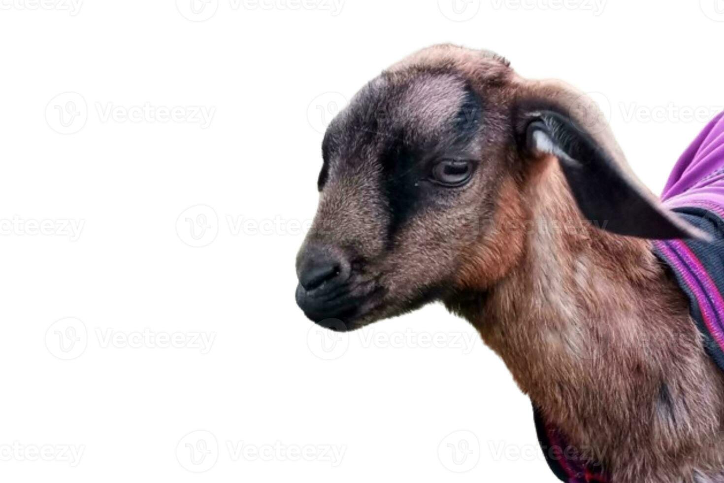 Baby Goat head isolated on white background photo