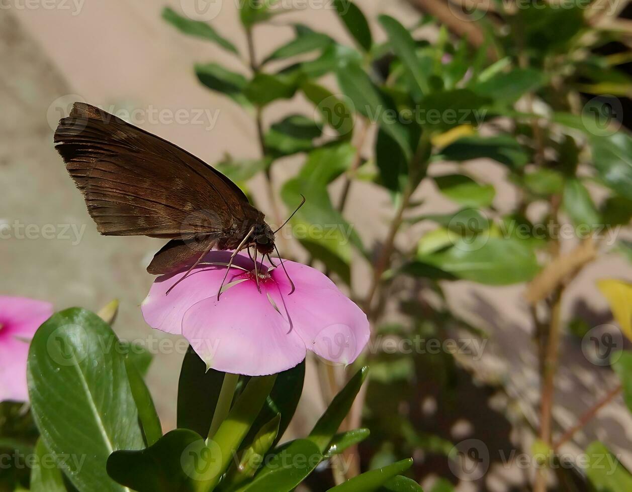 monarca, hermosa mariposa fotografía, hermosa mariposa en flor, macro fotografía, bello naturaleza foto