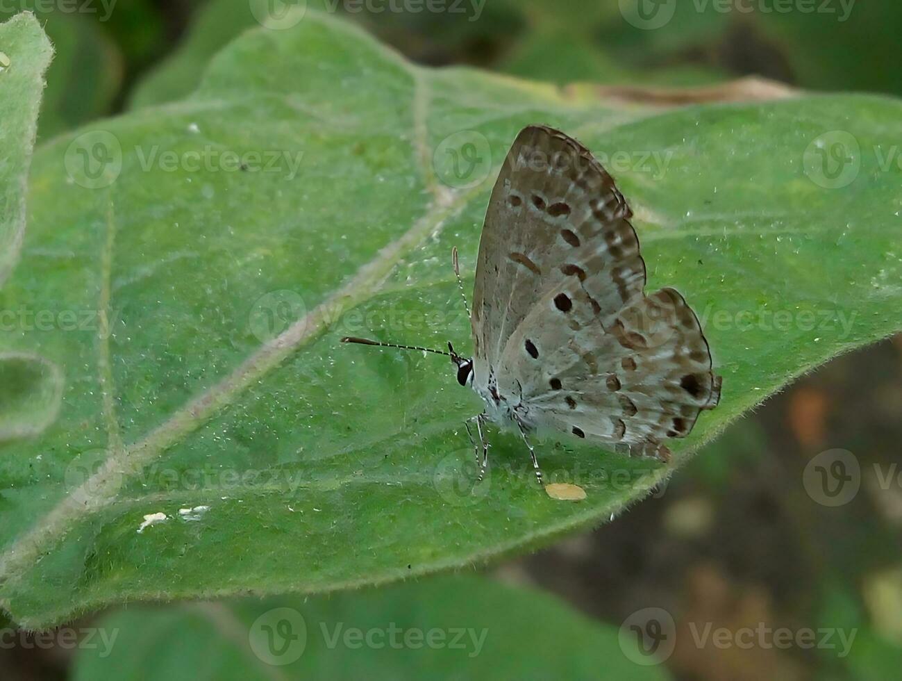 monarca, hermosa mariposa fotografía, hermosa mariposa en flor, macro fotografía, bello naturaleza foto