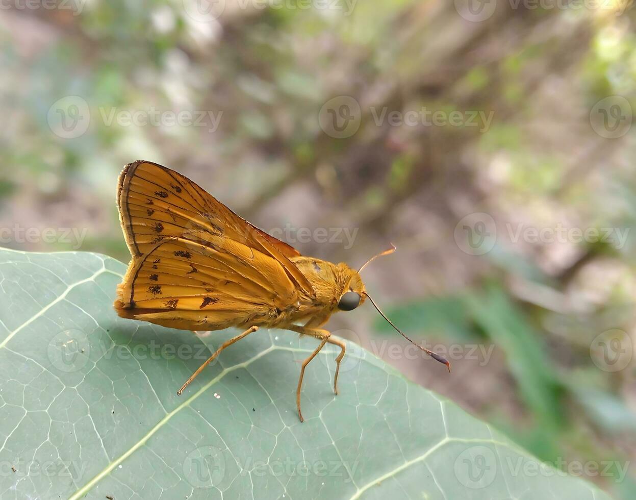 monarca, hermosa mariposa fotografía, hermosa mariposa en flor, macro fotografía, bello naturaleza foto