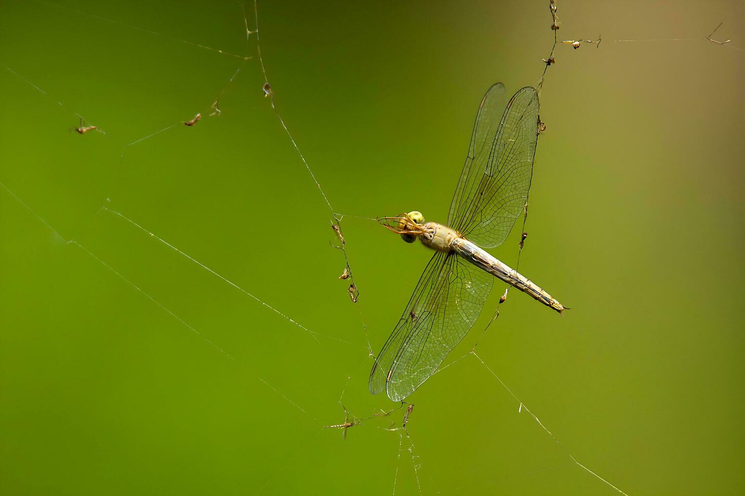 Beautiful Scarlet dragonfly Photography, Beautiful dragonfly on nature, Macro Photography, Beautiful Nature photo