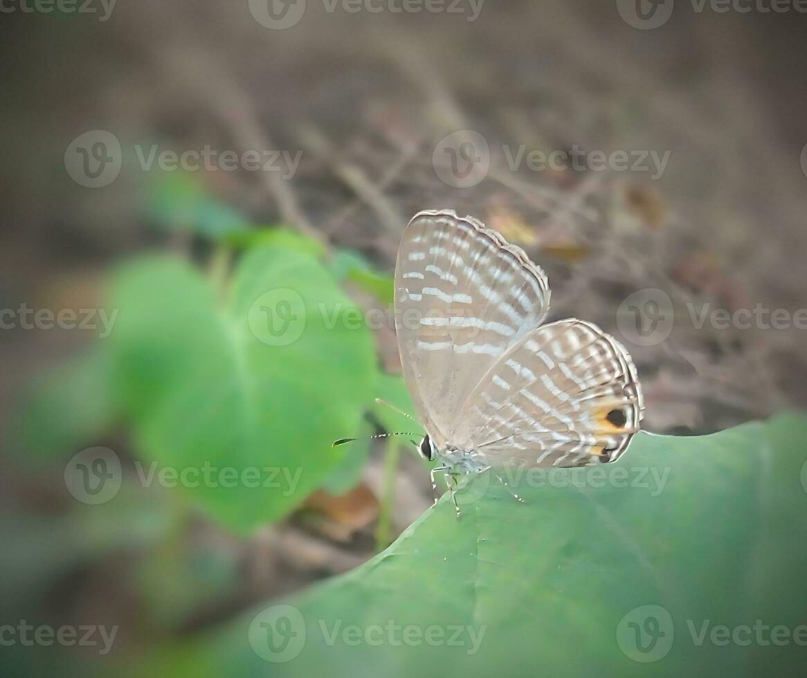 Monarch, Beautiful Butterfly Photography, Beautiful butterfly on flower, Macro Photography, Beautyful Nature photo