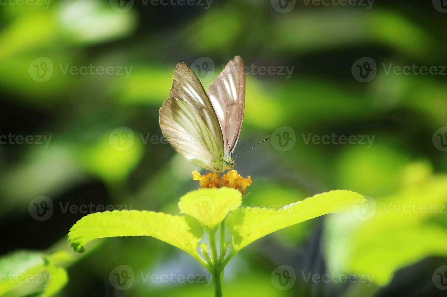 Monarch, Beautiful Butterfly Photography, Beautiful butterfly on flower, Macro Photography, Beautyful Nature photo