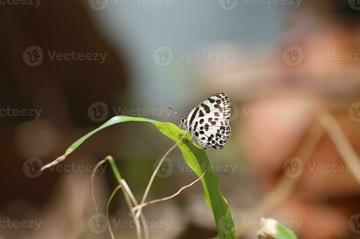 monarca, hermosa mariposa fotografía, hermosa mariposa en flor, macro fotografía, bello naturaleza foto