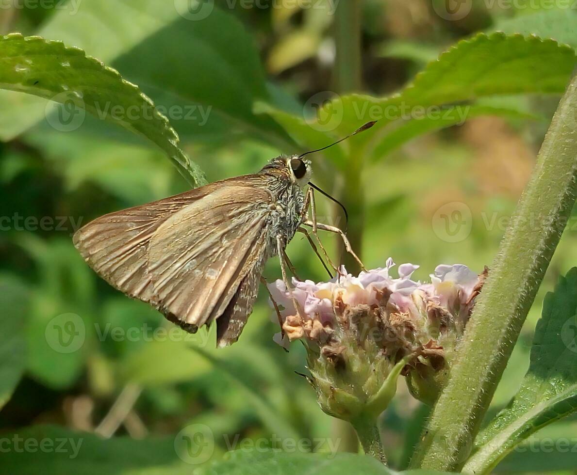 monarca, hermosa mariposa fotografía, hermosa mariposa en flor, macro fotografía, bello naturaleza foto