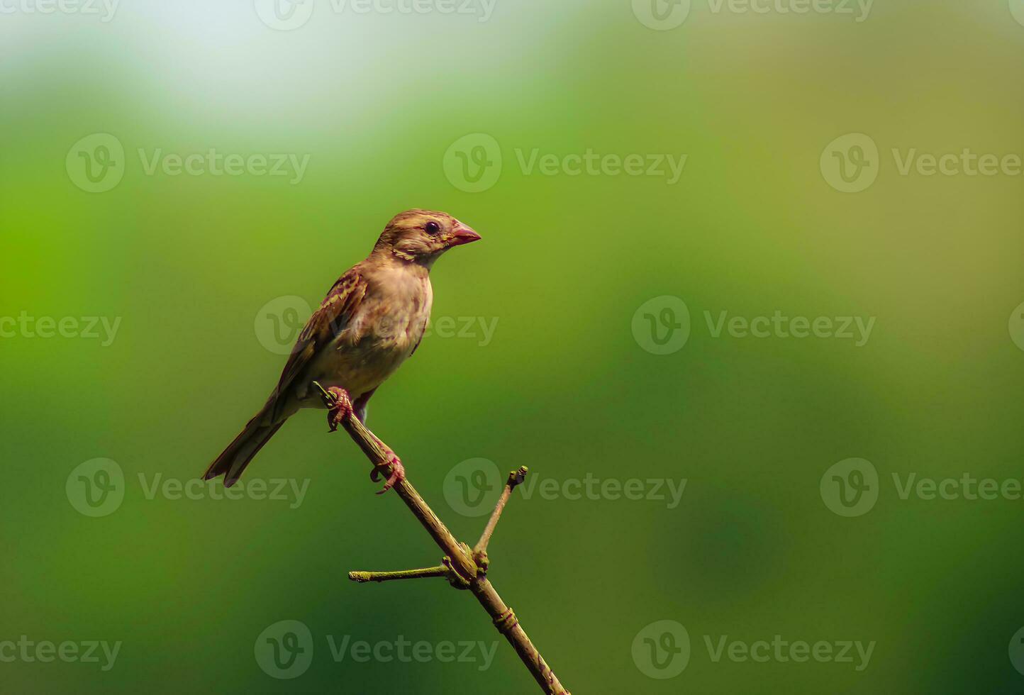 Bird Photography, Bird Picture, Most Beautiful Bird Photography, Nature Photography photo