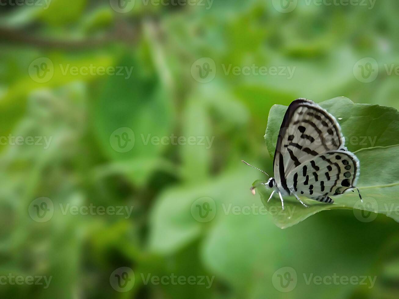 Monarch, Beautiful Butterfly Photography, Beautiful butterfly on flower, Macro Photography, Beautyful Nature photo