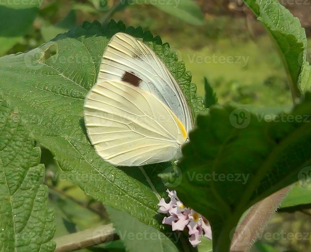 monarca, hermosa mariposa fotografía, hermosa mariposa en flor, macro fotografía, bello naturaleza foto