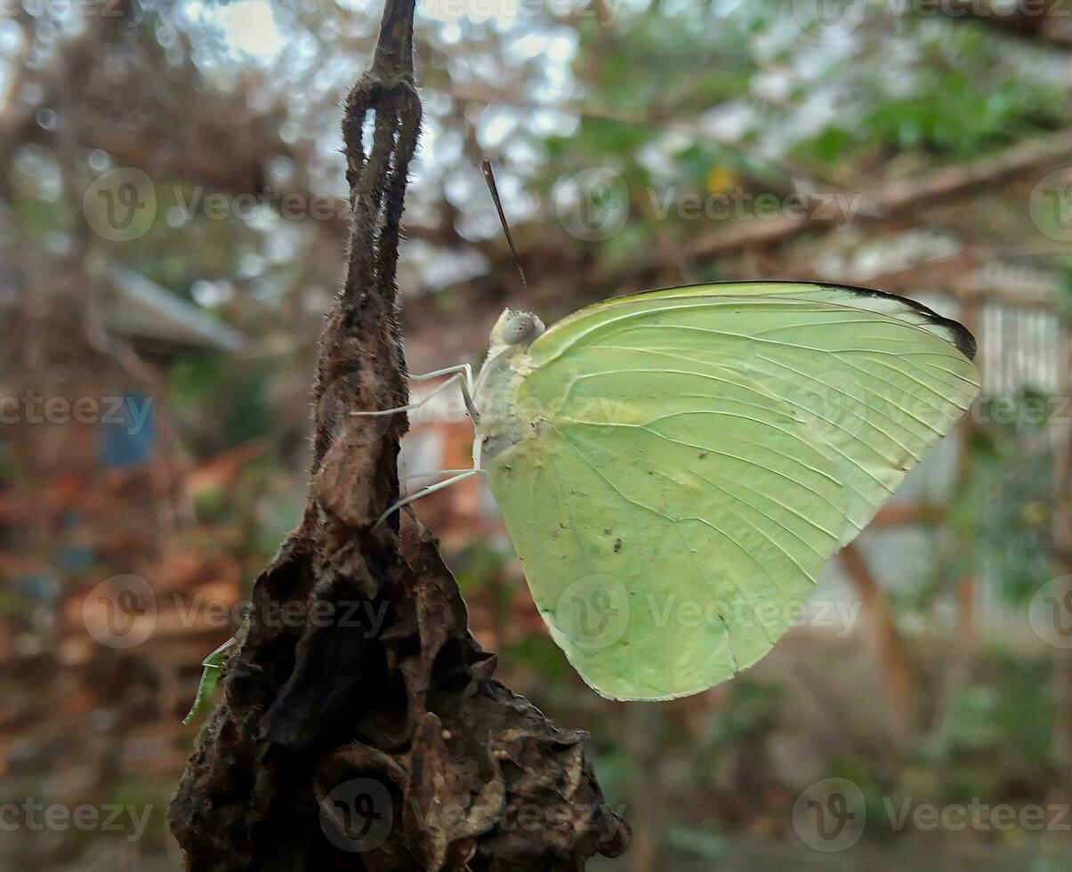 monarca, hermosa mariposa fotografía, hermosa mariposa en flor, macro fotografía, bello naturaleza foto